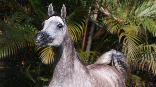 RFI Mahara AlMaktub