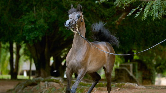 RFI Fahaara AlMaktub