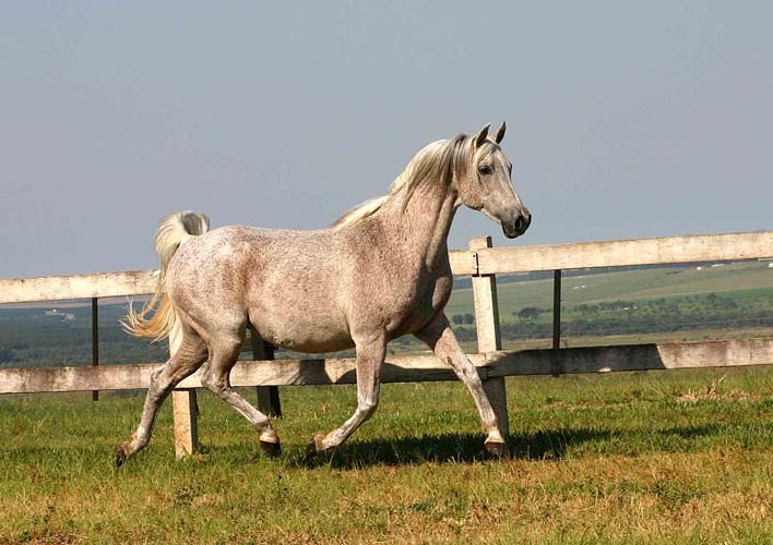 Van Miss Cognac