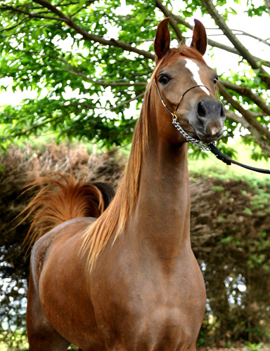RFI Faiza El Shiraz