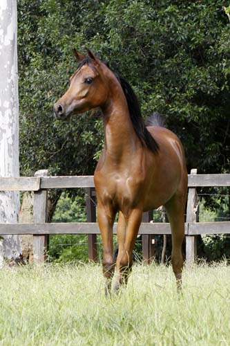 RFI Felicia AlMaktub