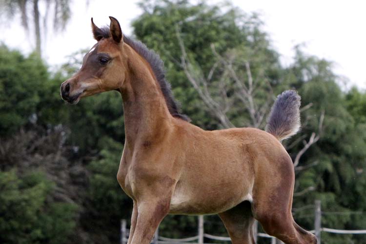 RFI Fantina AlMaktub