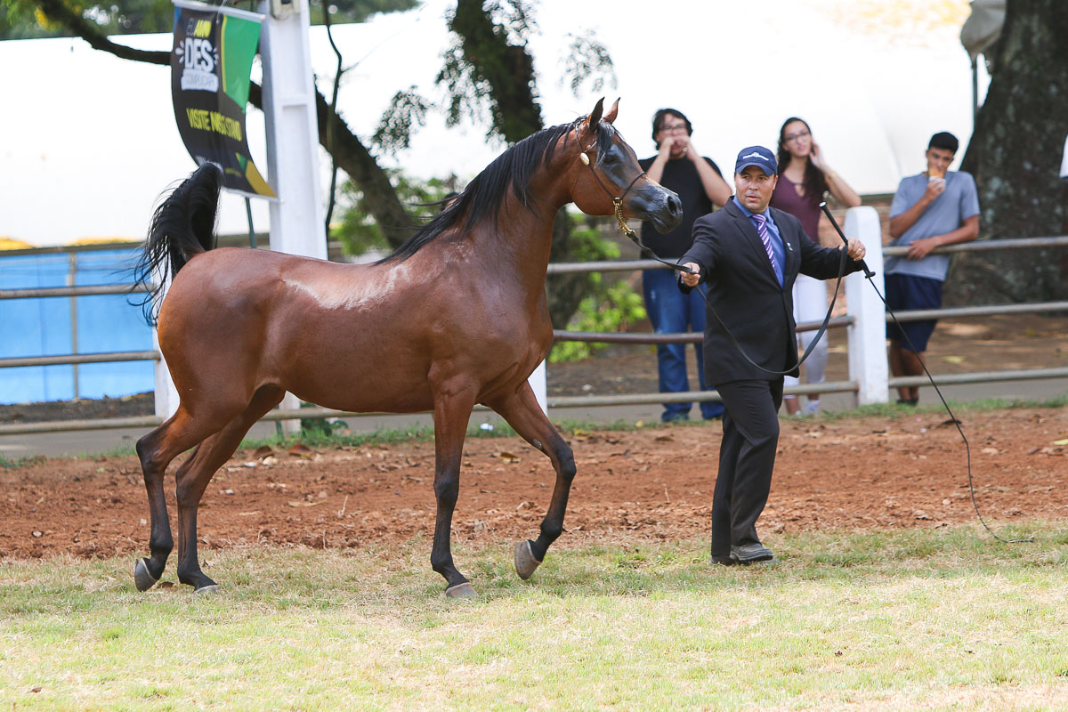 RFI Sophie AlMaktub, Campeã Égua Ouro, Bragança 2018