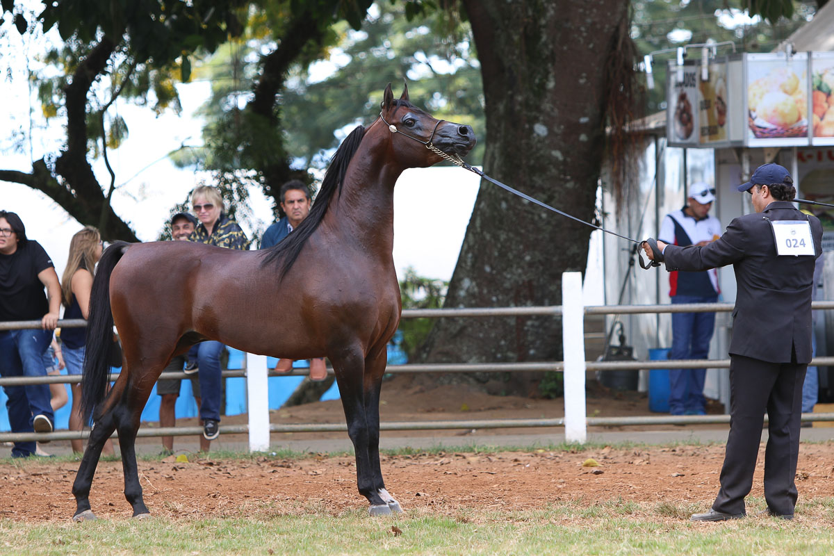 RFI Raj AlMaktub, Campeão Cavalo Prata, Bragança 2018