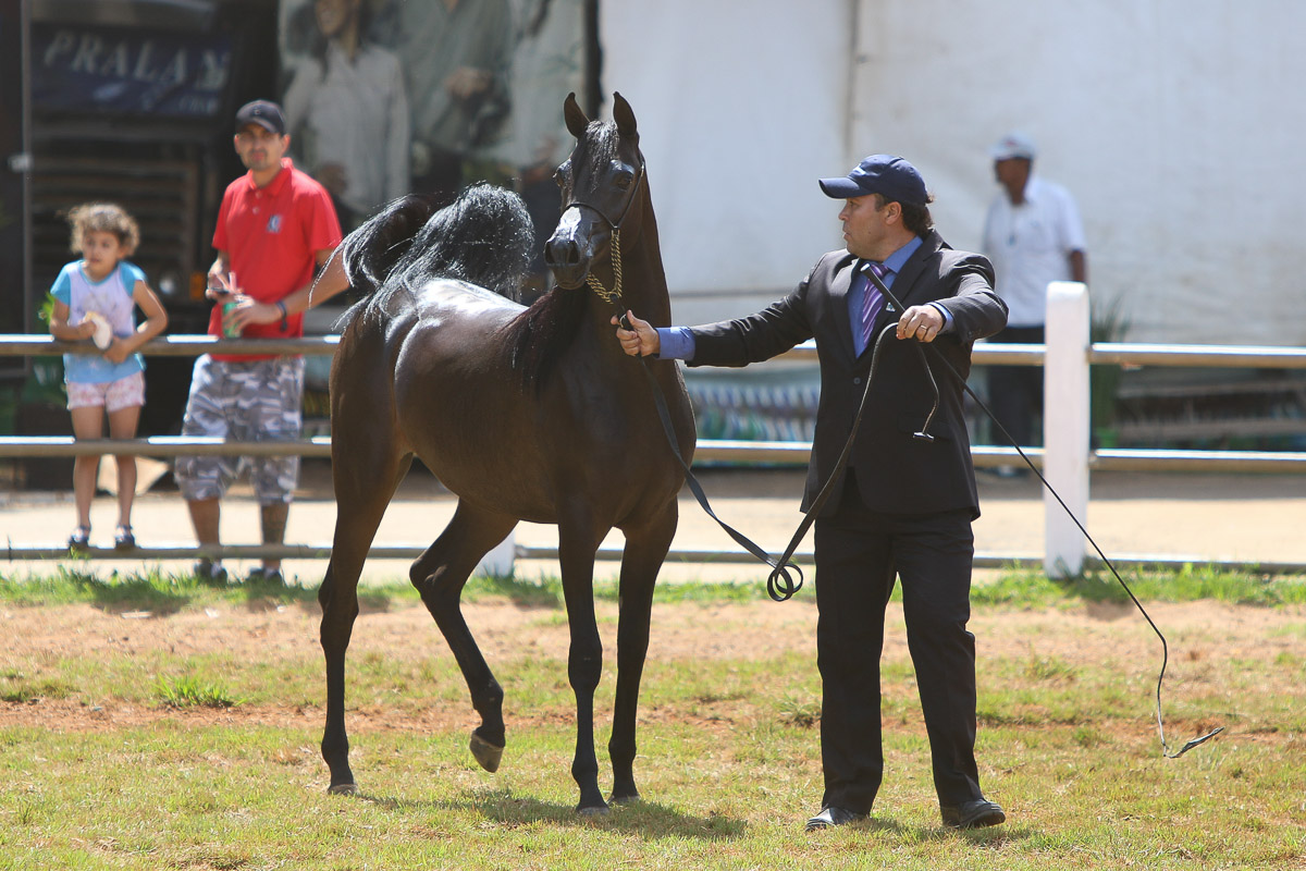 RFI Faenza AlMaktub, Campeã Jr. Fêmea Bronze, Bragança 2018