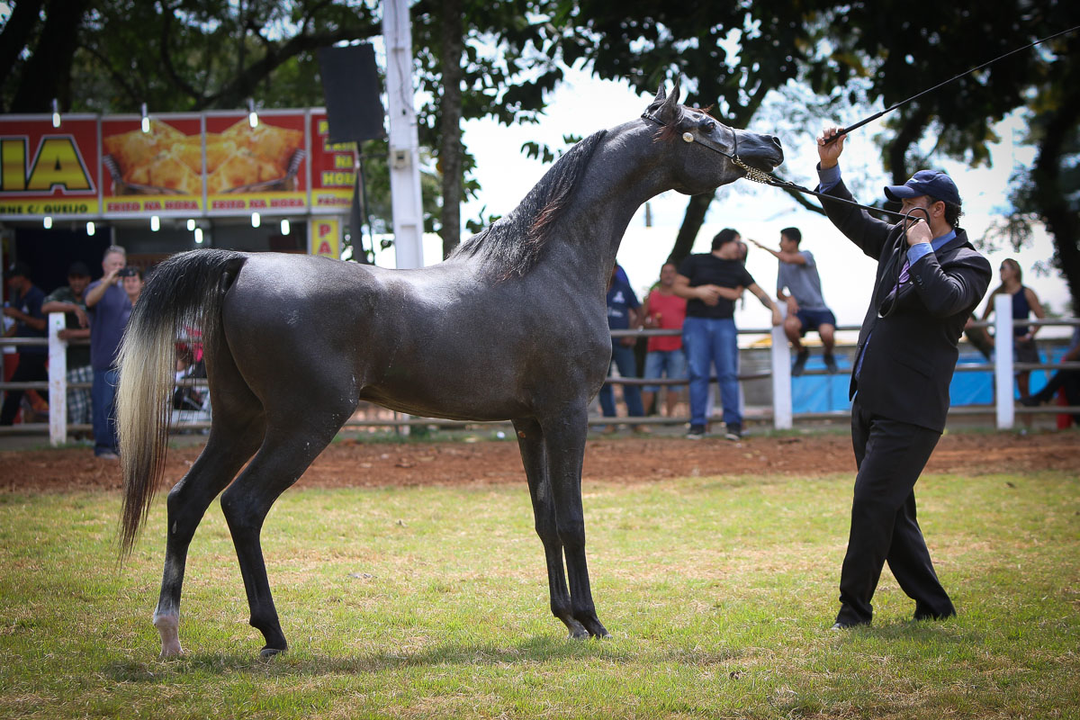 RFI Sinatra, Campeão Potro Ouro, Bragança 2018